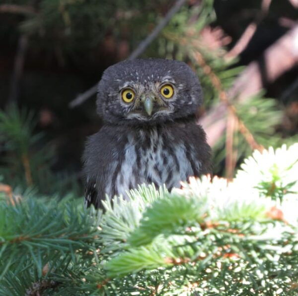 Estes Park: Birds of Colorado Speaker Series - Refund Policy