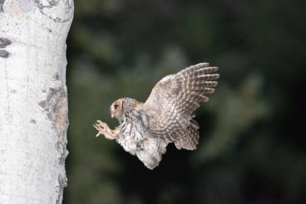 Estes Park: Birds of Colorado Speaker Series - Frequently Asked Questions