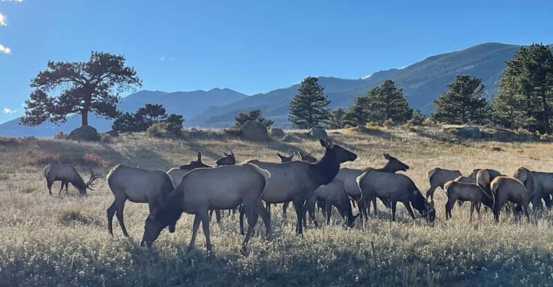 Estes Park: Guided Elk Rut Tour - Estes Park: Guided Elk Rut Tour