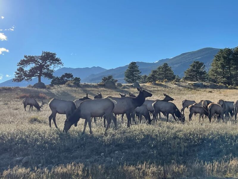 Estes Park: Guided Elk Rut Tour - FAQs