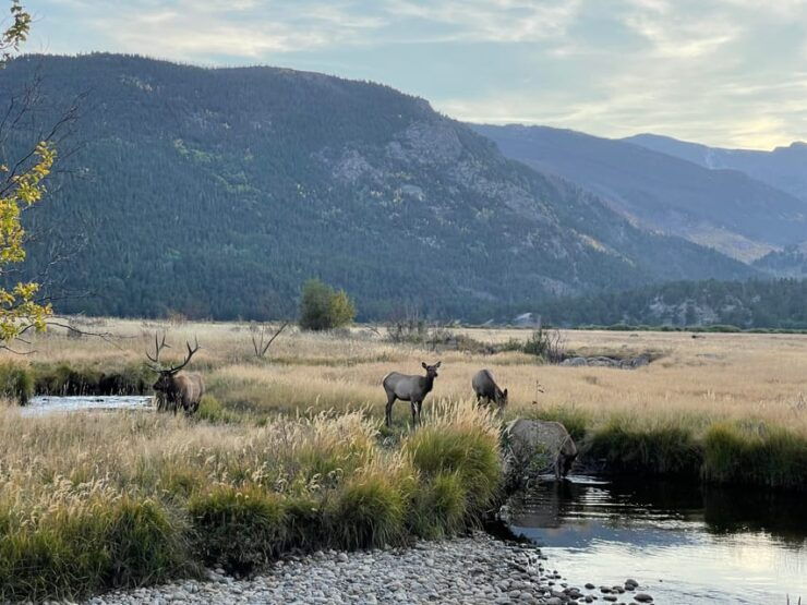 Estes Park: Guided Sunset Elk Mating Ritual Tour - Activity Description