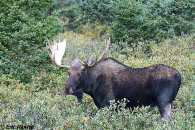 Estes Park: Rocky Mountain National Park Safari Tour - Inclusions and Amenities