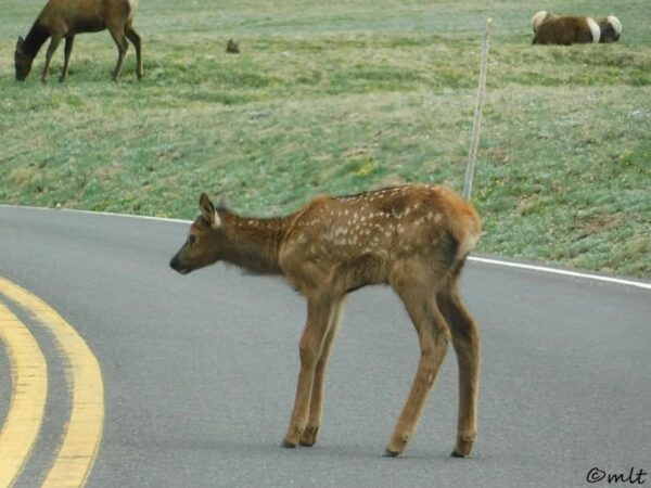 Estes Park: Rocky Mountain National Park Safari Tour - Preparing for the Tour