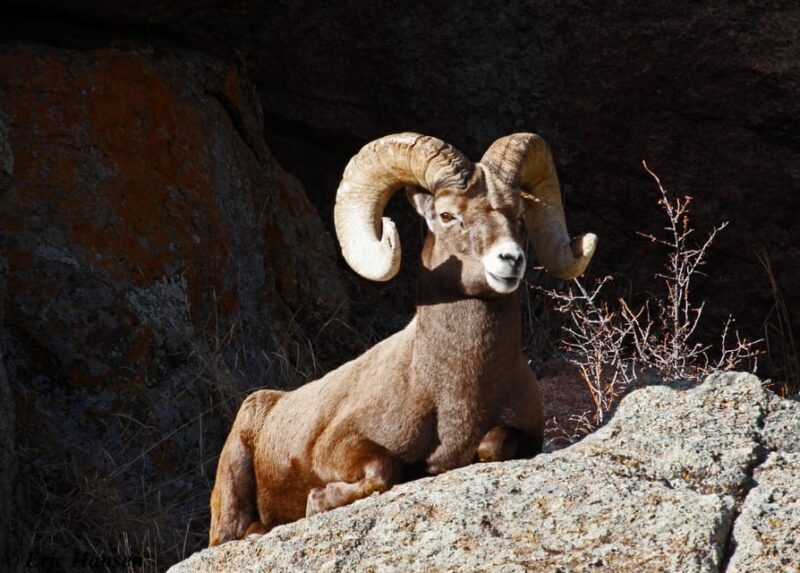 Estes Park: Rocky Mountain National Park Safari Tour - Good To Know