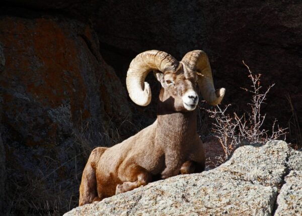 Estes Park: Rocky Mountain National Park Safari Tour - Reservation and Cancellation