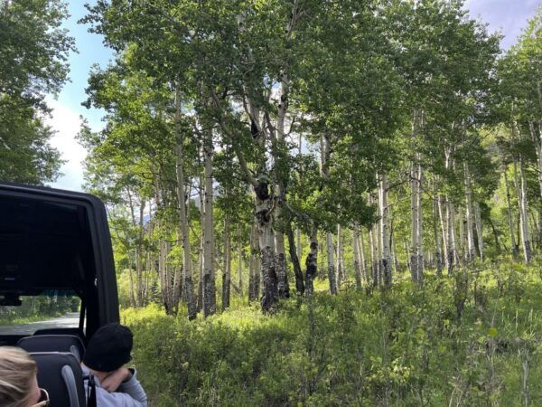 Estes Park: Rocky Mountain NP Glass-Top Guided Morning Tour - The Sum Up