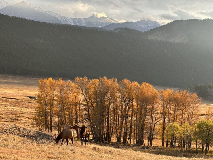 Estes Park: Rocky Mountain Retractable Glass-Top Guided Tour - Activity Details and Booking Information