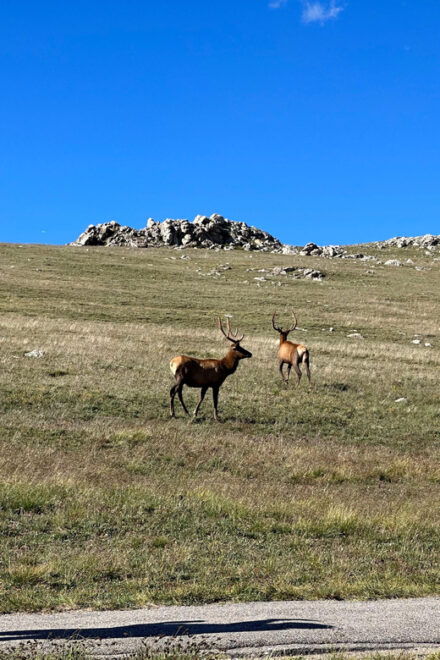 Estes Park: Rocky Mountains Trail Ridge Panoramic Bus Tour - Tour Features