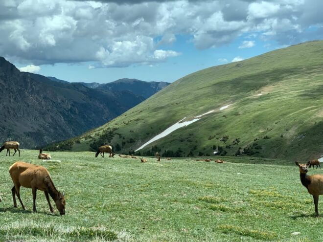 Estes Park: Rocky Mountains Trail Ridge Panoramic Bus Tour - Customer Feedback