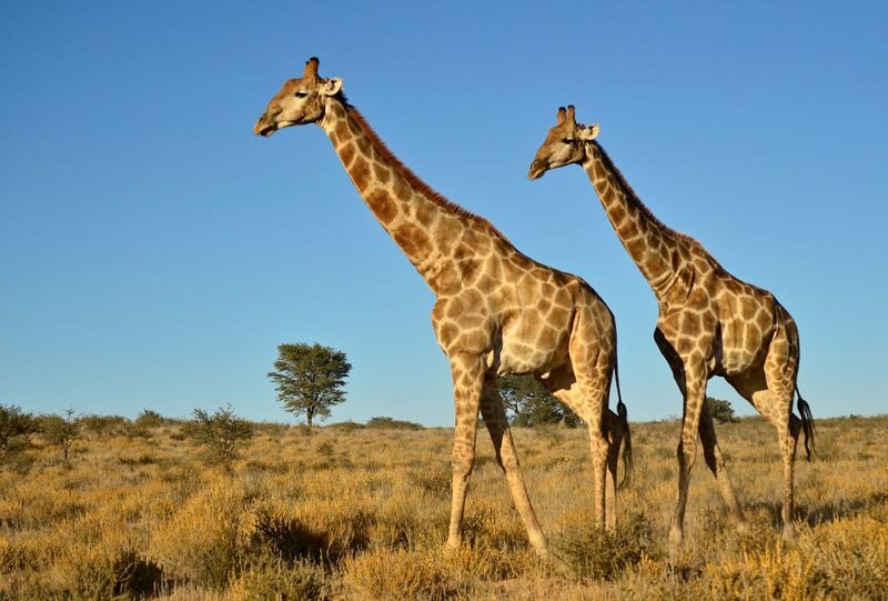 eThekwini KwaZulu-Natal Wildlife Safari with Elephant Encounter - What to know before you book