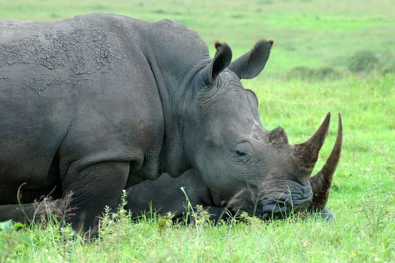 eThekwini KwaZulu-Natal Wildlife Safari with Elephant Encounter - Two stops make this more than a game drive
