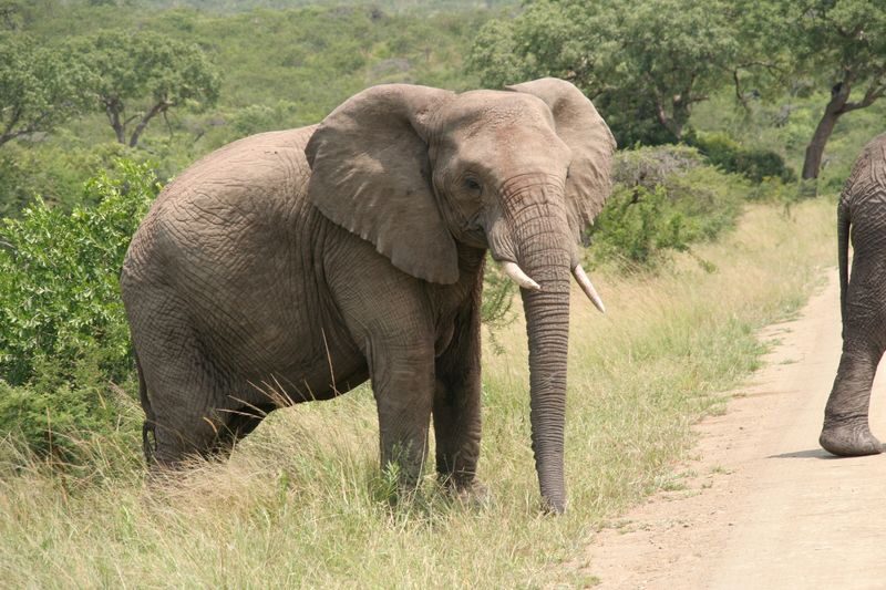 eThekwini KwaZulu-Natal Wildlife Safari with Elephant Encounter - Tala Private Game Reserve brings the wider wildlife list
