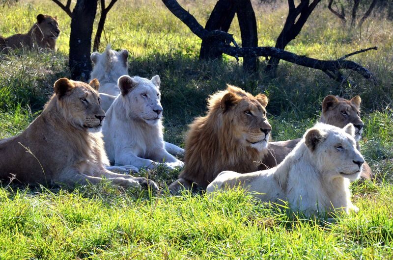 eThekwini KwaZulu-Natal Wildlife Safari with Elephant Encounter - An 08:00 start keeps the day compact