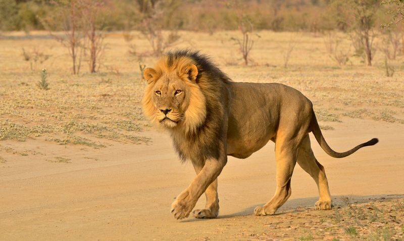 eThekwini KwaZulu-Natal Wildlife Safari with Elephant Encounter - Practical details for a smoother outing