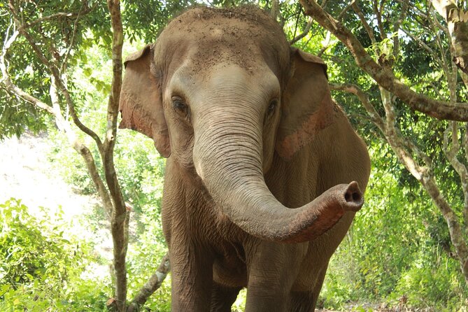 Ethical Elephant Observation by Samui Elephant Sanctuary - Good To Know