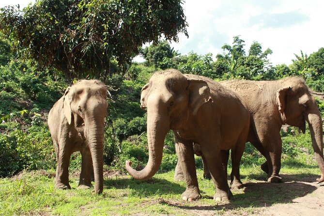 Ethical Elephant Observation by Samui Elephant Sanctuary - Location Details