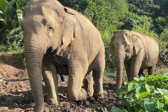 Ethical Elephant Observation by Samui Elephant Sanctuary - Reviews Summary