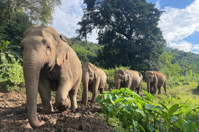 Ethical Elephant Observation by Samui Elephant Sanctuary - Weather Contingency Plan