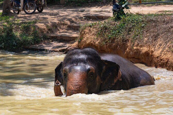 Ethical Elephant Sanctuary from Phuket (NO RIDE) - What to Expect from This Ethical Elephant Tour