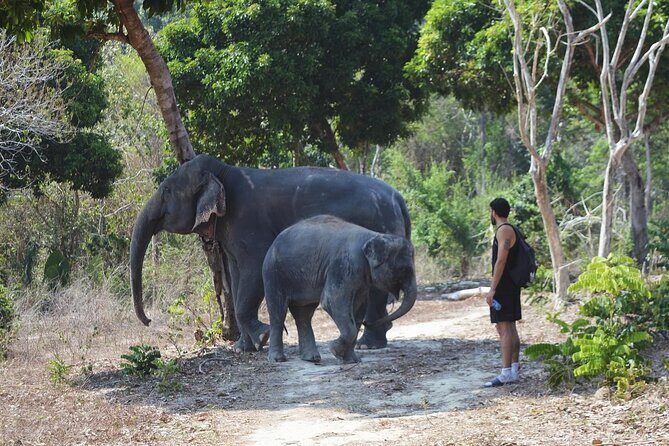 Ethical Elephant Sanctuary from Phuket (NO RIDE) - Final Thoughts
