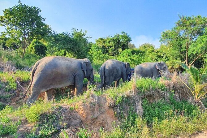 Ethical Elephant Sanctuary Tour from Bangkok & Pattaya - An Honest Look at the Experience