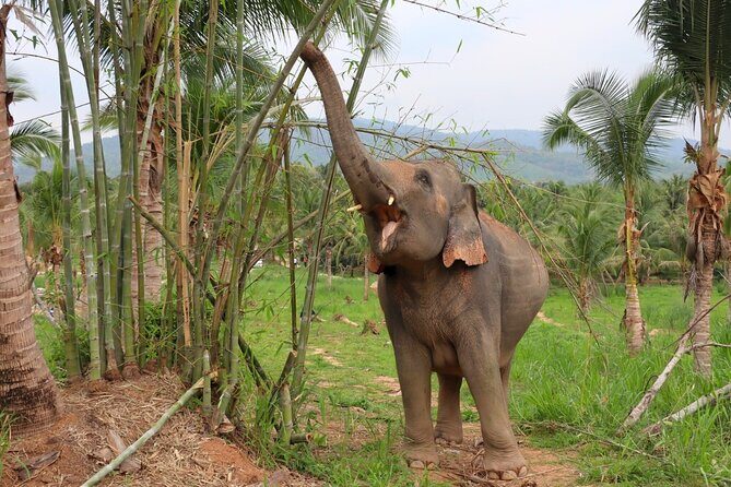 Ethical Elephant Sanctuary Tour from Bangkok & Pattaya - Final Thoughts: Is it Right for You?