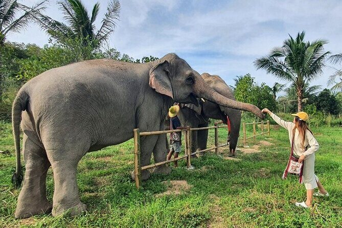 Ethical Elephant Sanctuary Tour from Bangkok & Pattaya - Frequently Asked Questions