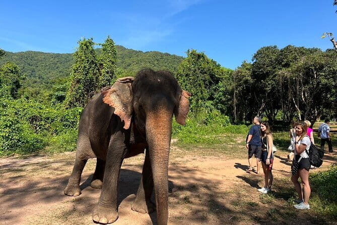 Ethical Elephant Watching Tour From Bangkok & Pattaya - Good To Know