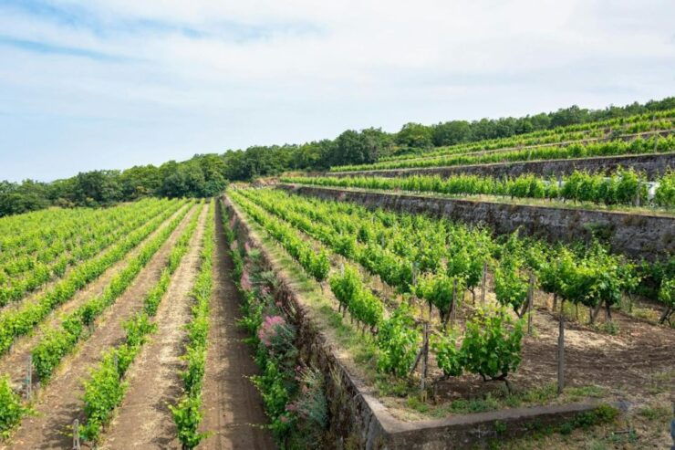 Etna 4x4 & Wine Tasting Tour - Good To Know