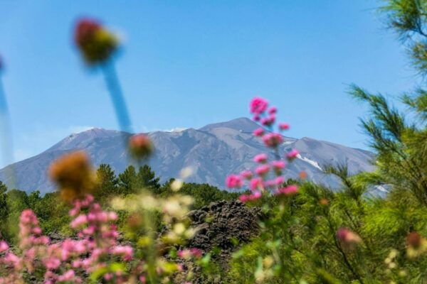 Etna 4x4 & Wine Tasting Tour - The Sum Up
