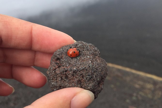 Etna and Wines Tour - Tour Highlights