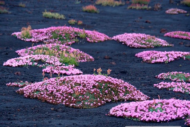 Etna Colors & Flavors - 4x4 Tour - Meeting and Pickup