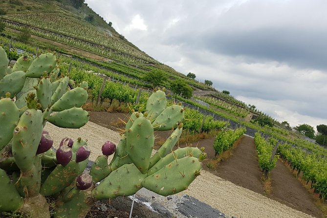 Etna Scenic Tour & Wine Experience (Day Trip) - Authenticity of Reviews