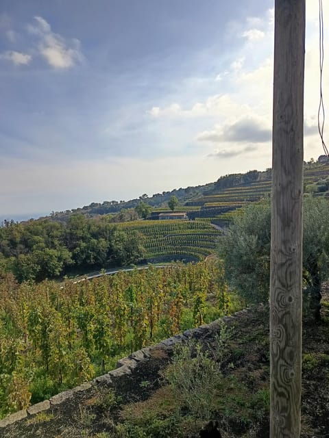 Etna south tour with light trekking wine tasting and lunch from Catania - Final Thoughts