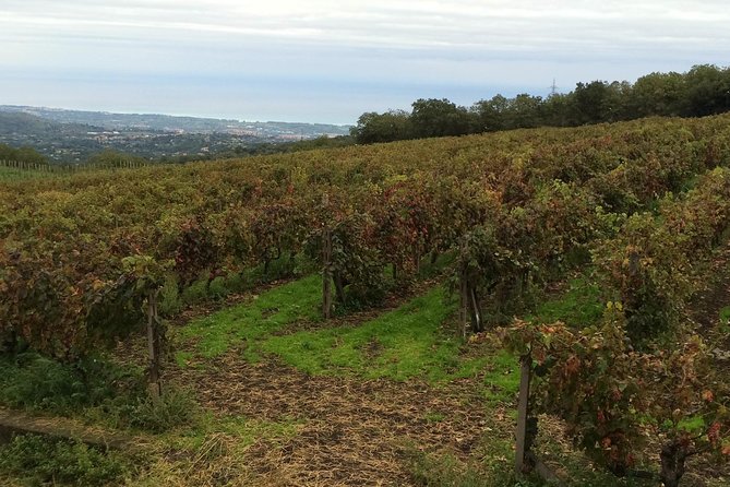 Etna Tour and Lunch in a Winery With Wine Tasting - Tour Highlights