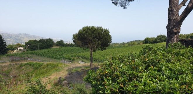 Etna Trekking & Wine - Inclusions