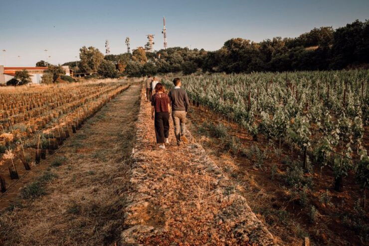 Etna Urban Winery - Tasting, Sicilian Platter and Self Tour - Experience Highlights