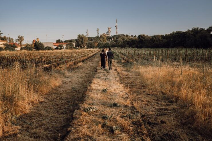 Etna Urban Winery - Vineyard Walk and Tasting Experience - Experience Highlights