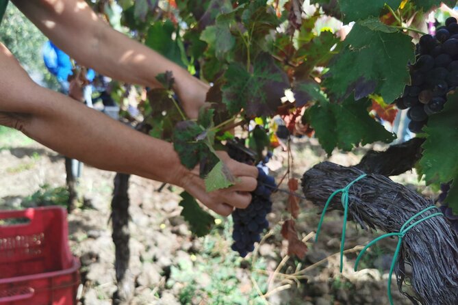 Etna Wine And Taormina From Messina - Lowest Price Guarantee and Value