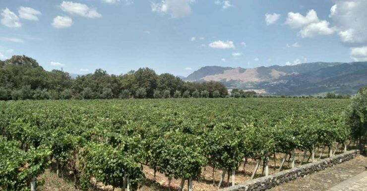 Etna: Wine Tasting and Food Tour - Experience Highlights