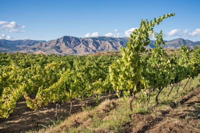 Etna Winery Wine & Food Tasting Private Tour - Languages Available