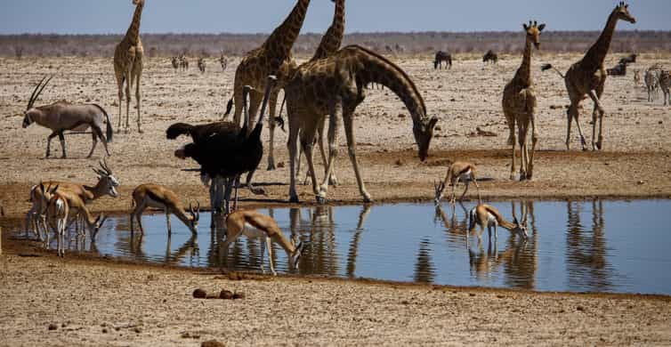 Etosha National Park & Swakopmund Tour - The Drive to Swakopmund: From Savannah to Coastal Serenity