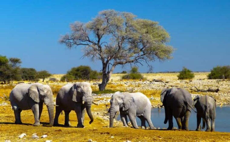 Etosha National Park & Swakopmund Tour - Free Day in Swakopmund: Personal Exploration or Optional Activities