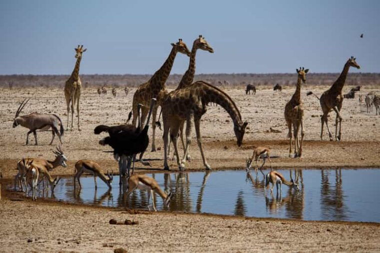 Etosha National Park & Swakopmund Tour - Final Day: Departure and Farewell to Namibia