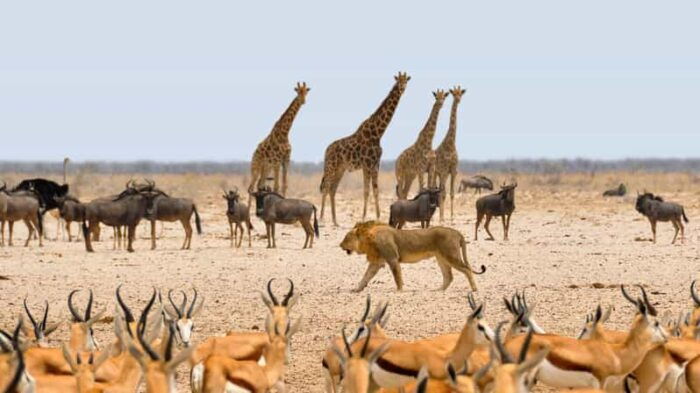 Etosha National Park & Swakopmund Tour - Is This Tour Worth It? A Breakdown of Value