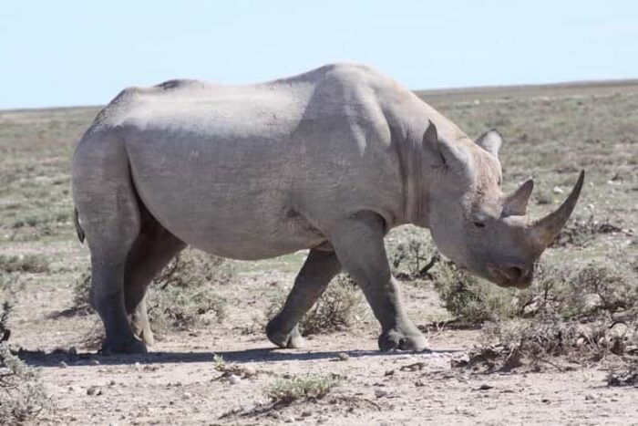 Etosha National Park & Swakopmund Tour - The Sum Up