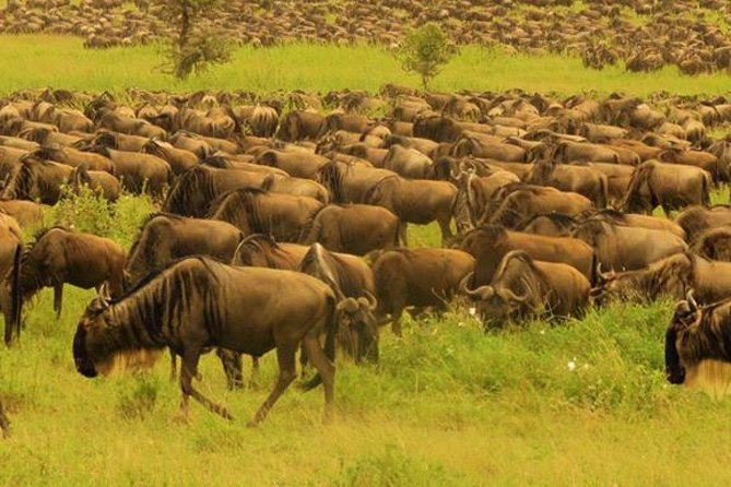 Ets N361 3days 2nights Safari To Masai Mara With Balloon Experience - Itinerary Highlights