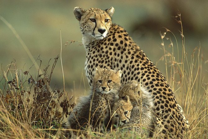 Ets N361 3days 2nights Safari To Masai Mara With Balloon Experience - Meeting and Pickup