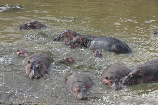 Ets N361 3days 2nights Safari To Masai Mara With Balloon Experience - Customer Reviews