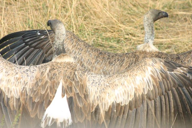 Ets N361 3days 2nights Safari To Masai Mara With Balloon Experience - Booking Advice